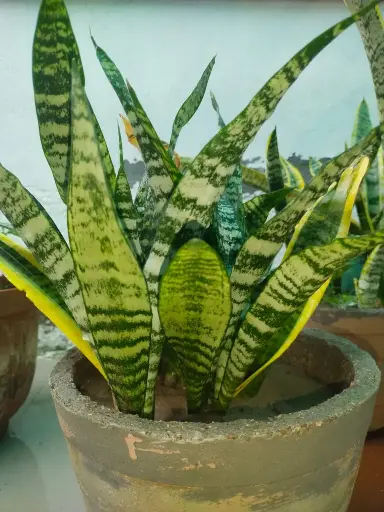 Snake plant big size ( pack of 1 )